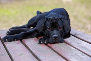 Köpek cinsi baston Corso tahta bir masanın üzerinde yatıyordu.