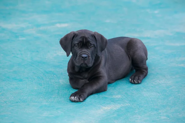 Beautiful Young Puppy Cane Corso Italiano Close Blue Background — Stock Photo, Image