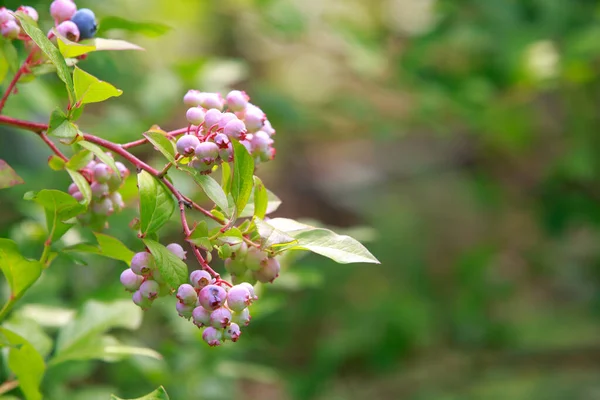 stock image Beautiful berries bush with green blueberries close up