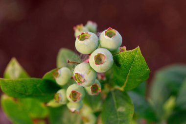 Yeşil yaban mersinli güzel böğürtlenler