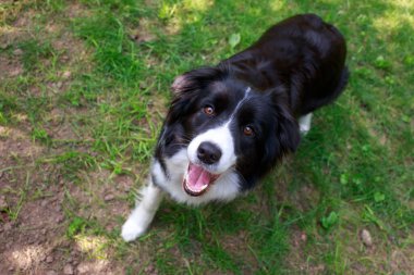 Çiftlik köpeği Collie 'yi bahçeye yakın çekim.