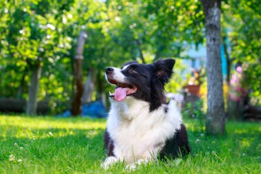 Köpek cins Border Collie yeşil çimlerin üzerinde yatıyor.