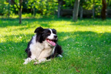 Köpek cins Border Collie yeşil çimlerin üzerinde yatıyor.