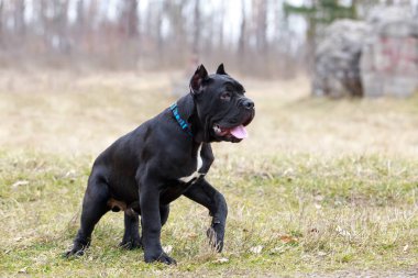Parkta yürüyüşe çıkmak için köpek soyu kamışı Corso.