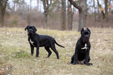 Cins baston Corso 'dan iki köpek parkta yürüyor.