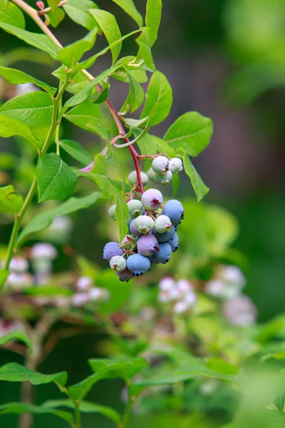 在阳光灿烂的日子里 成熟蓝莓的布什已经接近了 — 图库照片