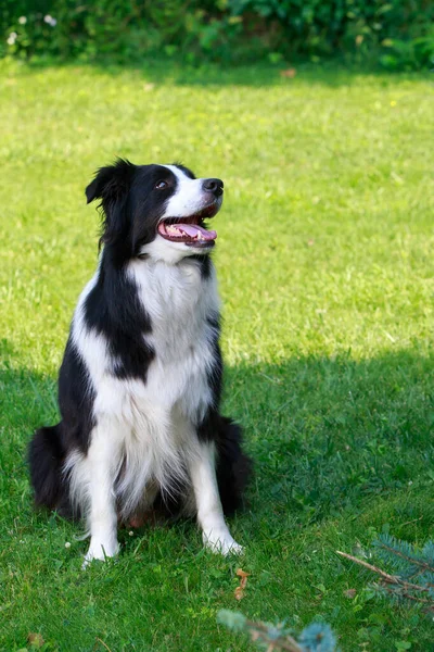 Pies Rasy Border Collie Siedzi Ogrodzie — Zdjęcie stockowe