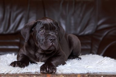 Corso italiano köpeği kahverengi deri koltukta yatıyor.