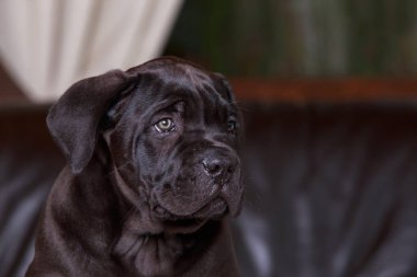 Baston Corso italiano köpek yavrusu kahverengi deri koltukta oturuyor.