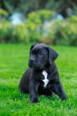 Baston Corso italiano köpek yavrusu yeşil çimlerde oturuyor.