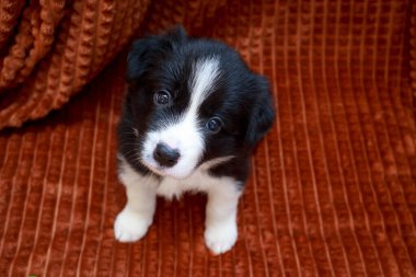 Küçük bir köpek yavrusu. Kahverengi bir battaniyenin arkasında Collie 'nin yakın çekimi.