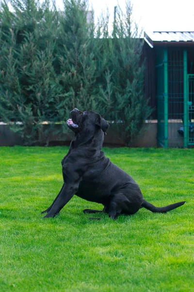 Schöner Großer Hund Der Rasse Zuckerrohr Corso Italiano Sitzt Garten — Stockfoto