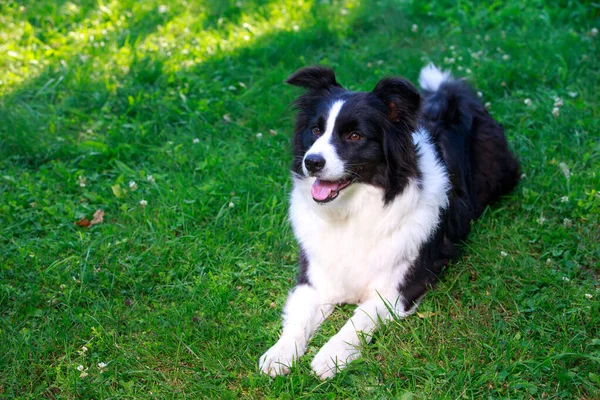 Pies Rasy Border Collie Leżące Ogrodzie Zielonej Trawie — Zdjęcie stockowe