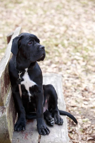 Собака Порода Тростини Коса Сидить Лавці Осінньому Парку — стокове фото