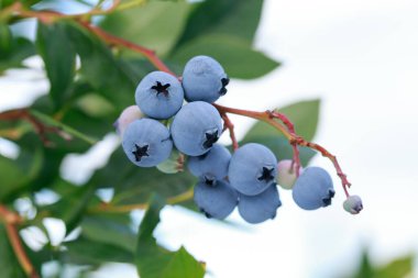 Yeşil yaprakların arka planında olgun, büyük yaban mersinleri.