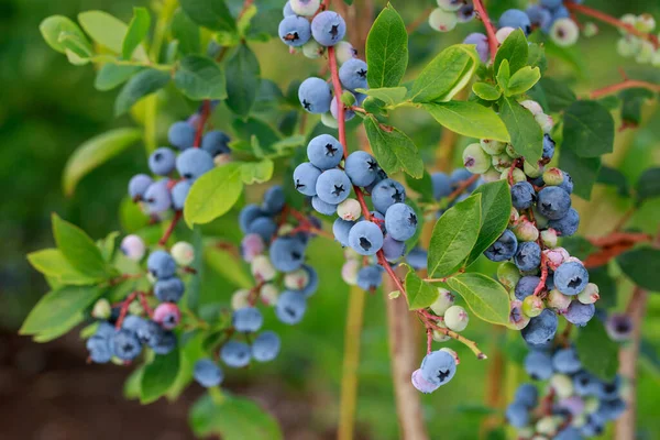 在绿叶的背景下 成熟健康的大蓝莓特写 — 图库照片