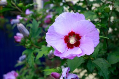 Yeşil yapraklı arkaplanda güzel bir amber çiçeği