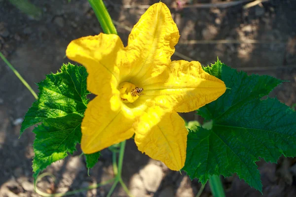 Żółty Kwiat Dyni Zbliżenie Ogrodzie Warzywnym — Zdjęcie stockowe