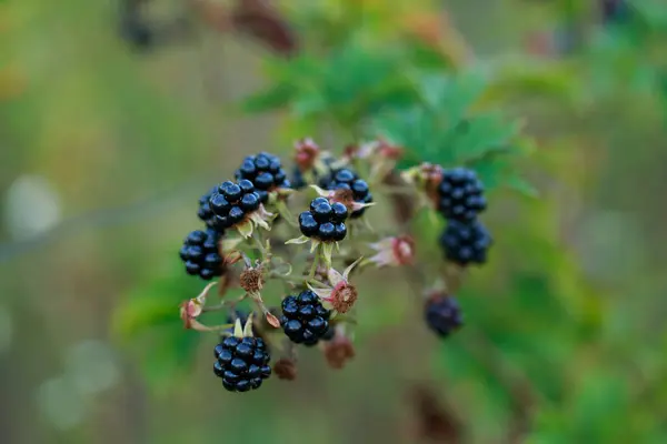 花园里美丽的黑莓灌木近景 — 图库照片