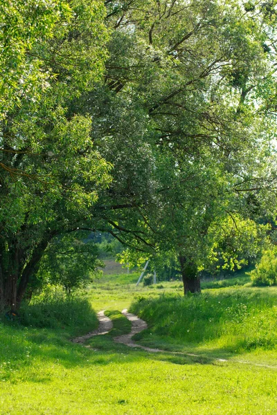 summer landscape with dirt road grass and green trees