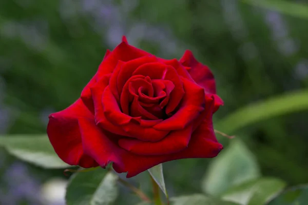 Красная Роза Цветет Сельском Саду — стоковое фото