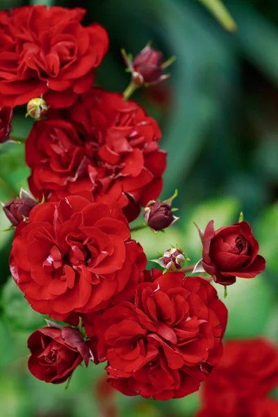 Rode Rozen Bloeien Landelijke Tuin — Stockfoto