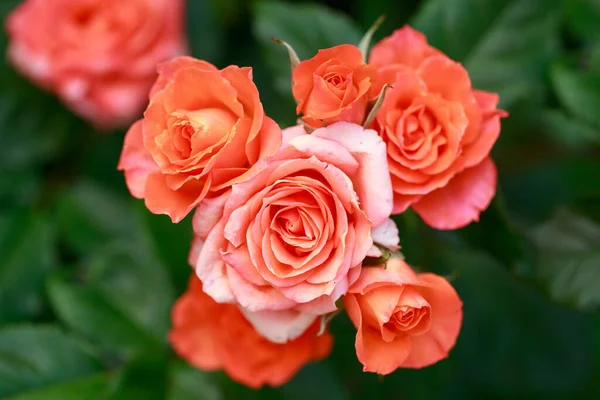 橘红色玫瑰在乡间花园盛开 — 图库照片