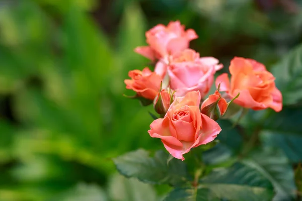 Πορτοκαλί Τριαντάφυλλα Ανθίζουν Στον Κήπο Της Χώρας — Φωτογραφία Αρχείου