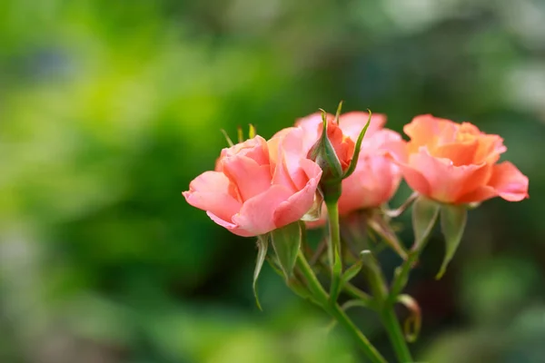 橘红色玫瑰在乡间花园盛开 — 图库照片