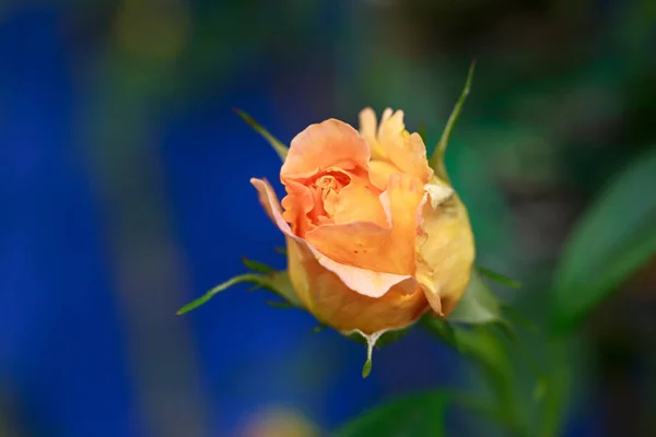 Πορτοκαλί Τριαντάφυλλα Ανθίζουν Στον Κήπο Της Χώρας — Φωτογραφία Αρχείου