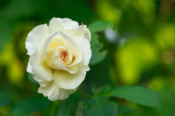 Yellow Rose Bloom Country Garden — Stock Photo, Image