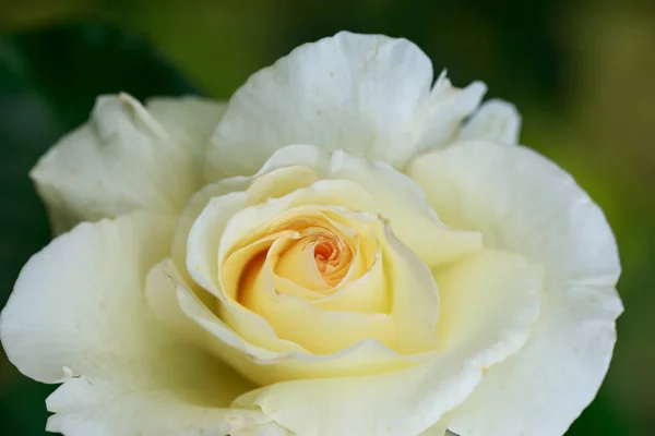 Fleur Rose Jaune Dans Jardin Campagne — Photo