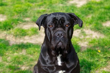 Köpek cins Cane Corso Italiano yakın plan