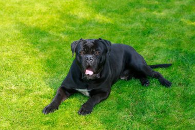 Köpek cins Cane Corso Italiano yakın plan