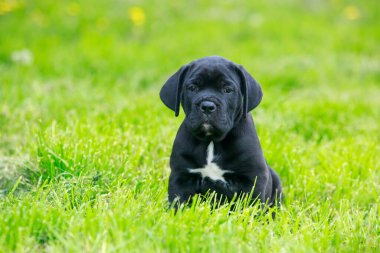 Küçük köpek yavrusu Cane Corso Italiano