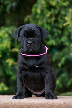 Küçük köpek yavrusu Cane Corso Italiano