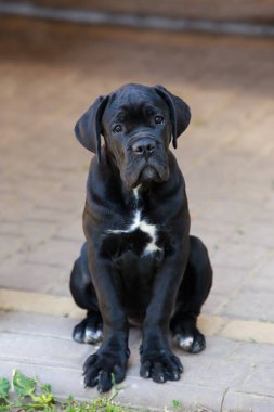 Köpek çifti Cane Corso Italiano kaldırım taşlarına oturur.