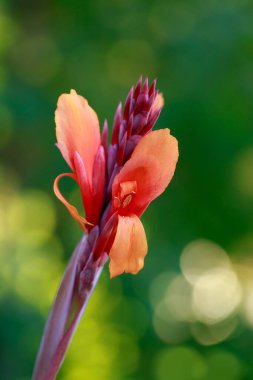 Yeşil arka planda çiçek açan güzel konserveler.