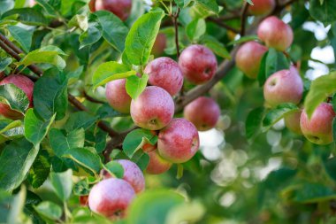 Bir dalda olgun, doğal elmalar.