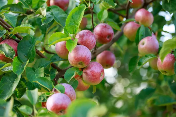 Bir dalda olgun, doğal elmalar.