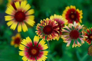 Hassas yaz arkaplanı Helenyum çiçekleri yakın plan