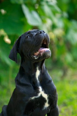 Köpek Çubuğu Corso Italiano, yeşil bir bahçenin arka planında ürer.