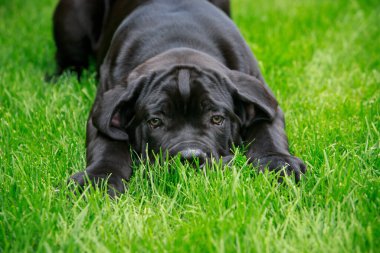 Köpek Cane Corso Italiano yeşil çimenli çimenlikte ürer.