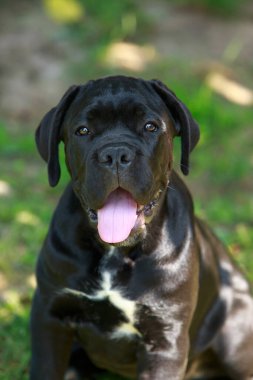 Köpek Çubuğu Corso Italiano, yeşil bir bahçenin arka planında ürer.