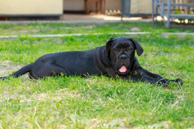Köpek Çubuğu Corso Italiano, yeşil bir bahçenin arka planında ürer.