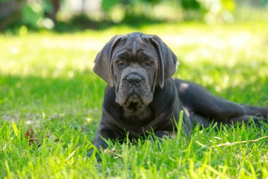 Köpek Cane Corso Italiano yeşil çimenli çimenlikte ürer.