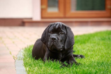 Köpek Cane Corso Italiano yeşil çimenli çimenlikte ürer.