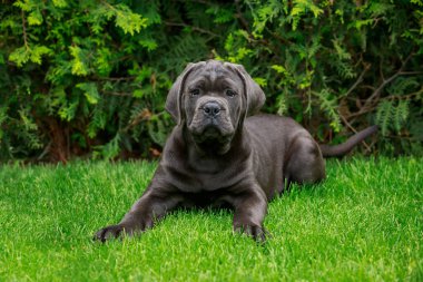 Köpek Cane Corso Italiano yeşil çimenli çimenlikte ürer.