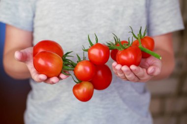 Elinde kırmızı domates dalı tutan bir adam.