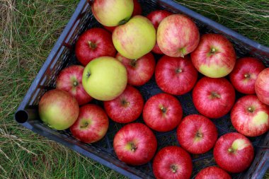 Plastik bir kutuda taze kırmızı ve yeşil elmalar